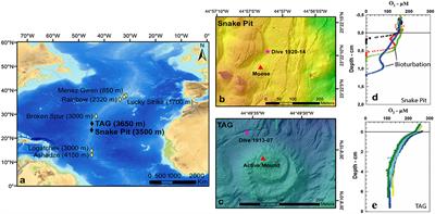 Meiofauna Community in Soft Sediments at TAG and Snake Pit Hydrothermal Vent Fields